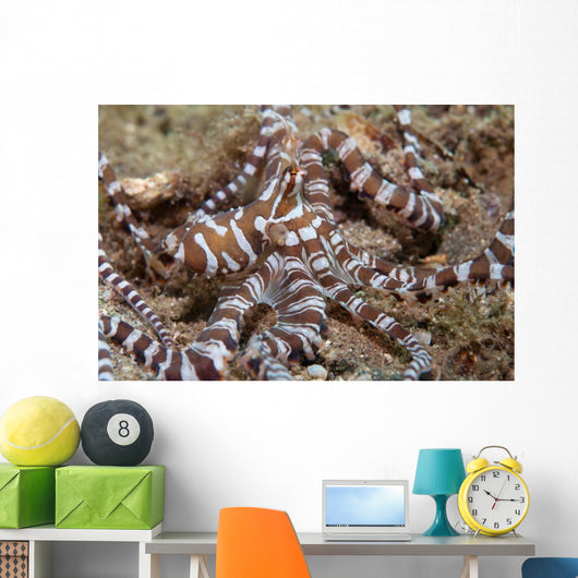 Wunderpus Octopus Sand Wall Decal