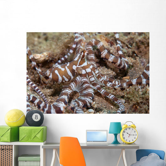 Wunderpus Octopus Sand Wall Decal