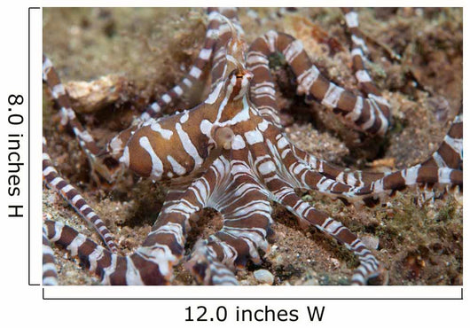 Wunderpus Octopus Sand Wall Decal