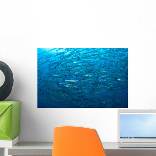 Schooling Chevron Barracuda Indonesia Wall Decal Design 4