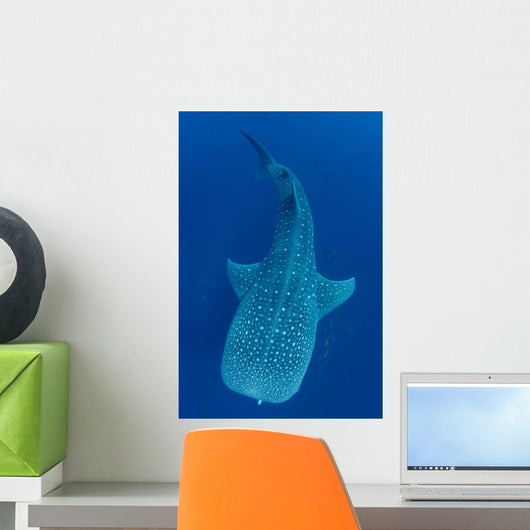 Single Whale Shark Swimming Wall Decal Design 7