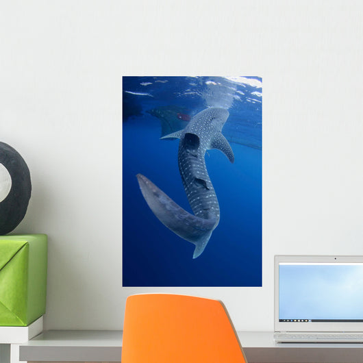 Whale Shark Feeds Surface Wall Decal Design 9