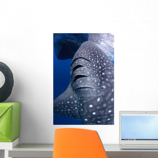 Whale Shark Feeds Surface Wall Decal Design 8