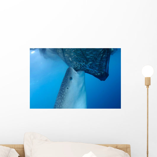 Whale Shark Sucks Net Wall Decal Design 4