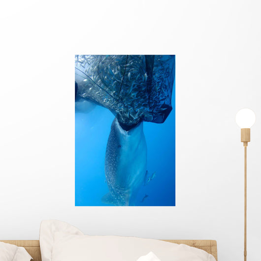 Whale Shark Sucks Net Wall Decal Design 2