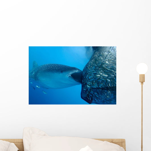 Whale Shark Sucks Net Wall Decal Design 1