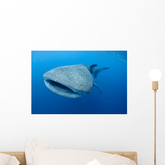 Single Whale Shark Swimming Wall Decal Design 6