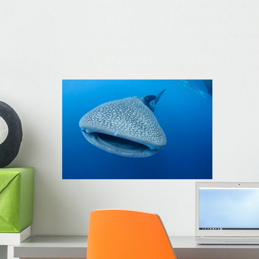 Single Whale Shark Swimming Wall Decal Design 5