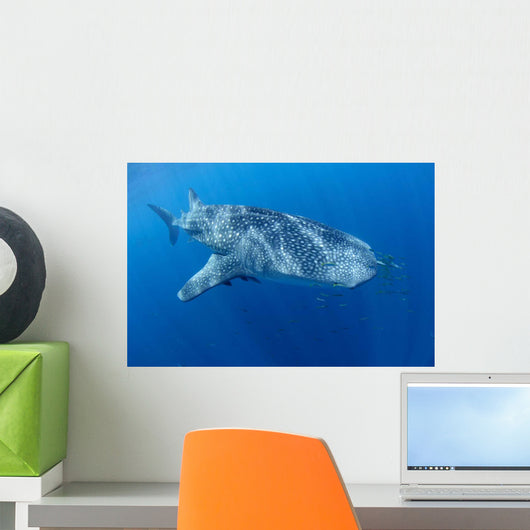 Single Whale Shark Swimming Wall Decal Design 4