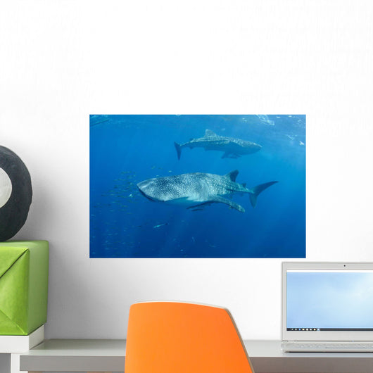 Two Whale Sharks Feeding Wall Decal Design 2