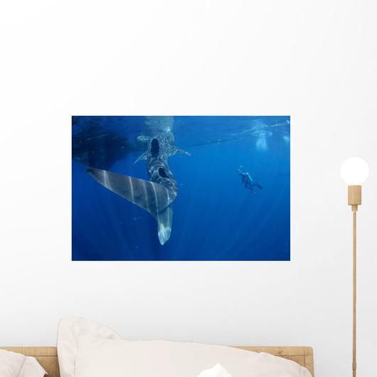 Diver Interacts with Whale Wall Decal Design 3