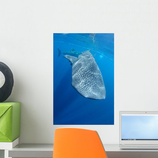 Single Whale Shark Swimming Wall Decal Design 3