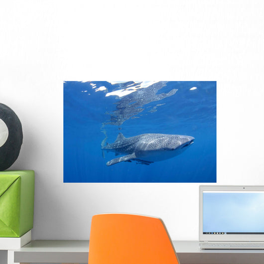 Single Whale Shark Swimming Wall Decal Design 2
