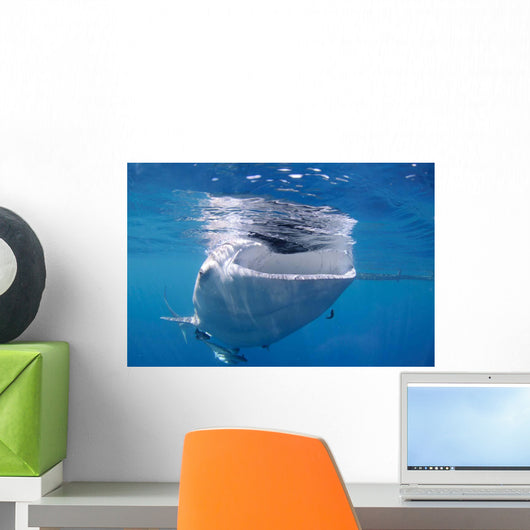 Whale Shark Feeds Surface Wall Decal Design 6
