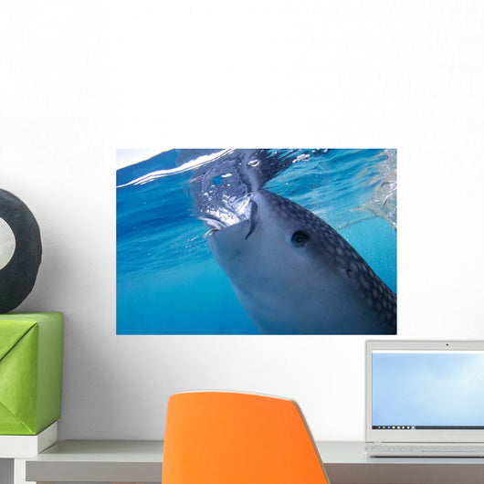 Whale Shark Feeds Surface Wall Decal Design 5