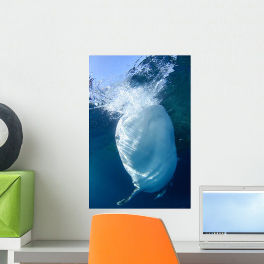 Whale Shark Feeds Surface Wall Decal Design 4