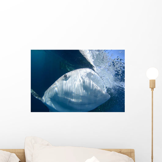 Whale Shark Feeds Surface Wall Decal Design 3