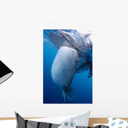 Whale Shark Feeds Surface Wall Decal Design 2