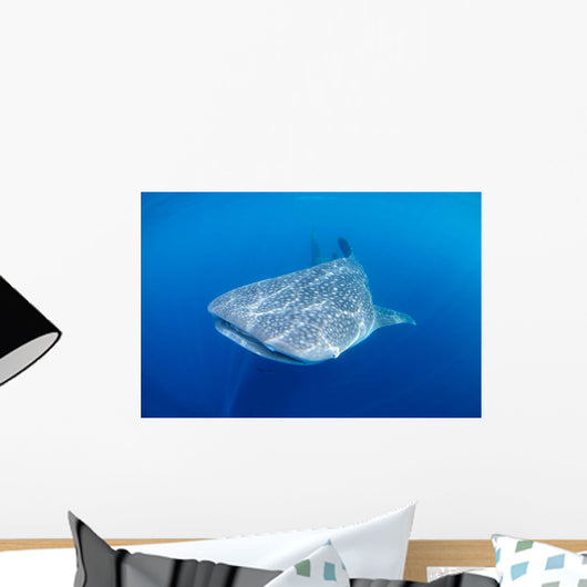 Single Whale Shark Swimming Wall Decal Design 1