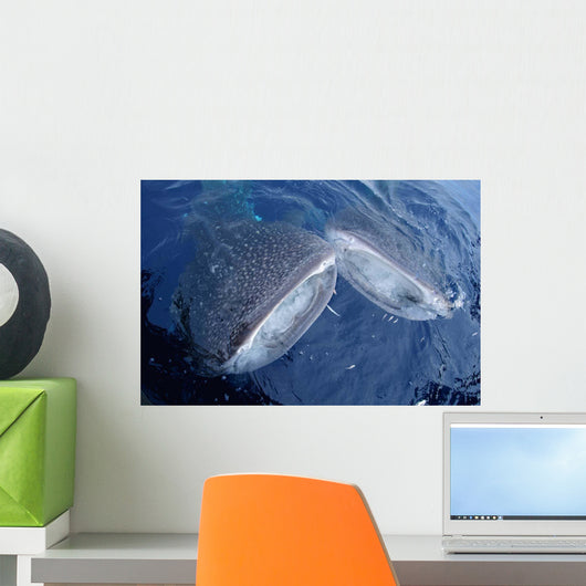 Two Whale Sharks Bump Wall Decal Design 1