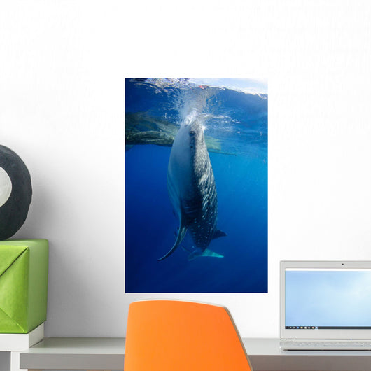Whale Shark Feeds Surface Wall Decal Design 1