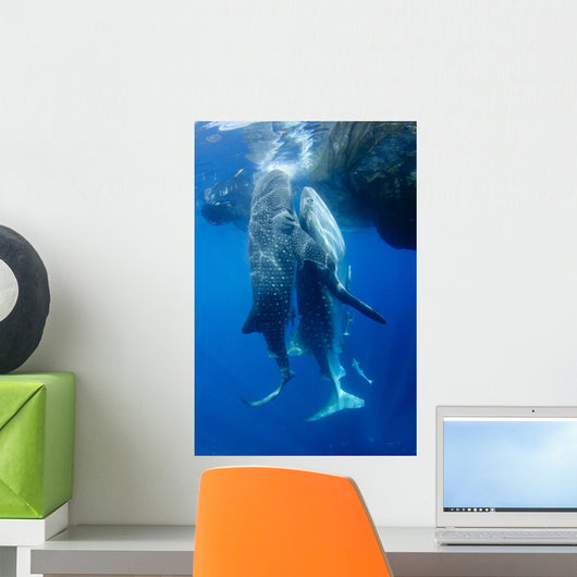 Two Whale Sharks Feeding Wall Decal Design 1