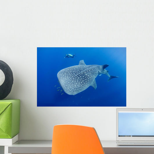 Diver Interacts with Whale Wall Decal Design 2