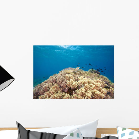 Green Sea Turtle Resting Wall Decal