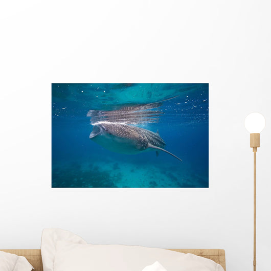 Whale Shark Feeding Bohol Wall Decal Design 6