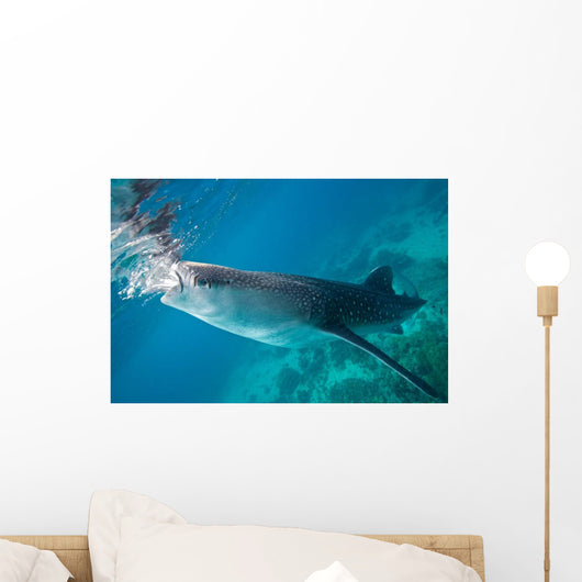 Injured Whale Shark Feeding Wall Decal Design 3