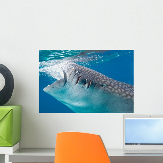 Injured Whale Shark Feeding Wall Decal Design 2