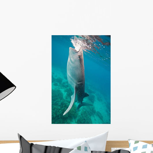 Injured Whale Shark Feeding Wall Decal Design 1
