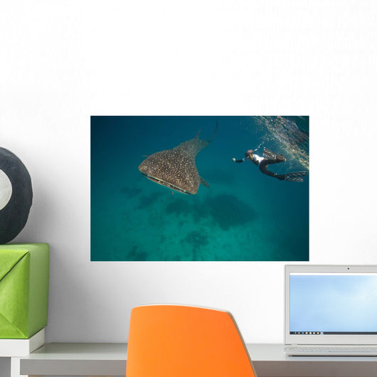 Researcher Taking Picture Whale Wall Decal