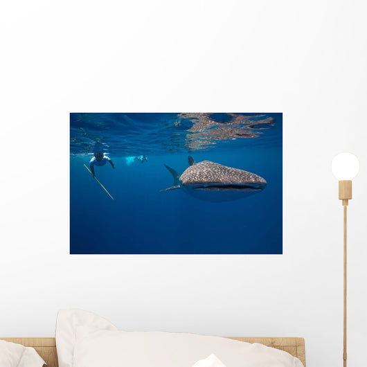 Whale Shark Researcher Is Wall Decal