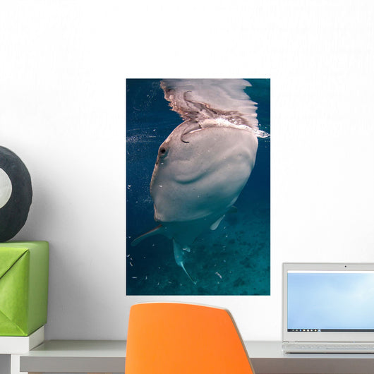 Whale Shark Feeding Bohol Wall Decal Design 5