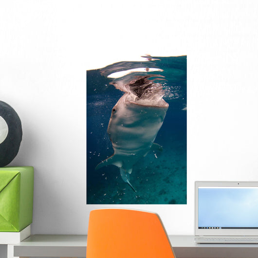Whale Shark Feeding Bohol Wall Decal Design 4