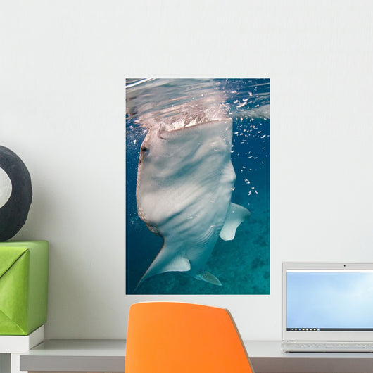 Whale Shark Feeding Bohol Wall Decal Design 3