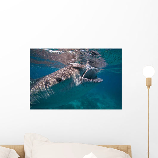 Whale Shark Feeding Bohol Wall Decal Design 2