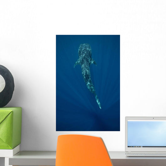Whale Shark Swimming Deep Wall Decal Design 3