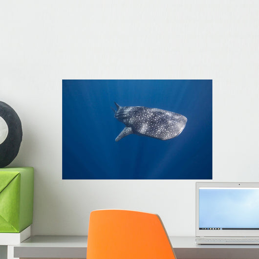 Whale Shark Swimming Deep Wall Decal Design 2
