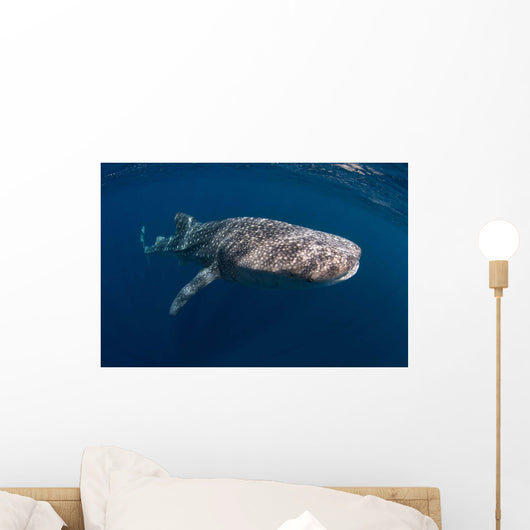 Whale Shark Swimming Freely Wall Decal
