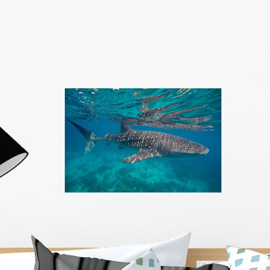 Whale Shark Swimming Blue Wall Decal Design 14