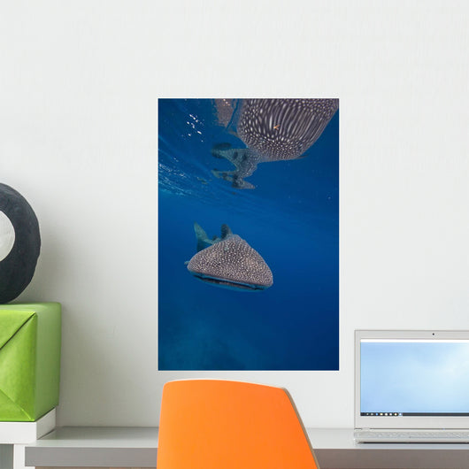 Whale Shark Swimming Blue Wall Decal Design 13