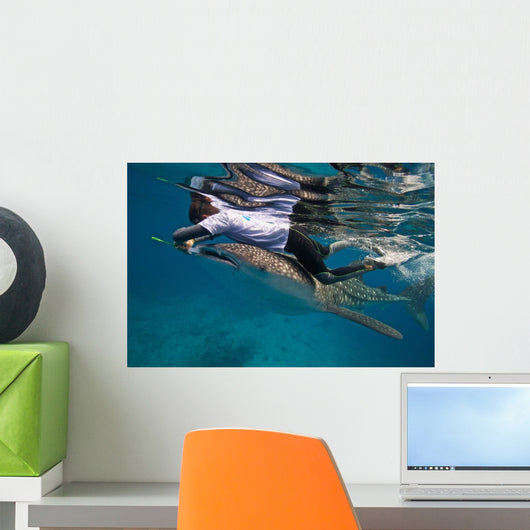Researcher Collecting Copepods from Wall Decal