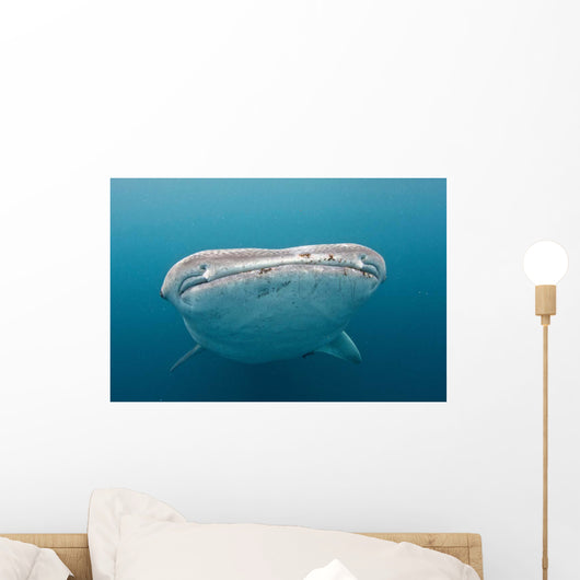 Whale Shark Comes to Wall Decal