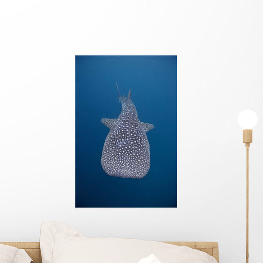Whale Shark Swimming Blue Wall Decal Design 11