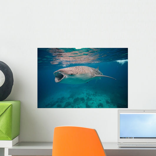 Whale Shark Feeding Bohol Wall Decal Design 1