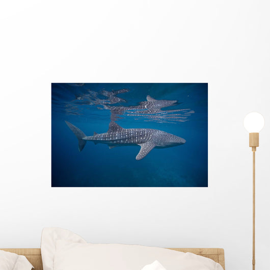 Whale Shark Swimming Blue Wall Decal Design 9