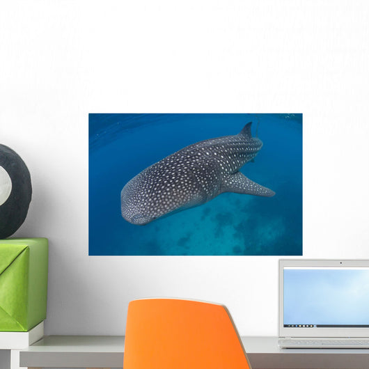 Whale Shark Swimming Blue Wall Decal Design 8