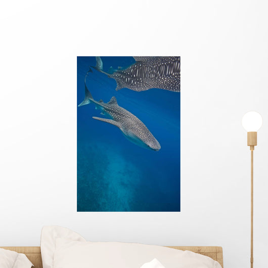 Whale Shark Swimming Blue Wall Decal Design 5